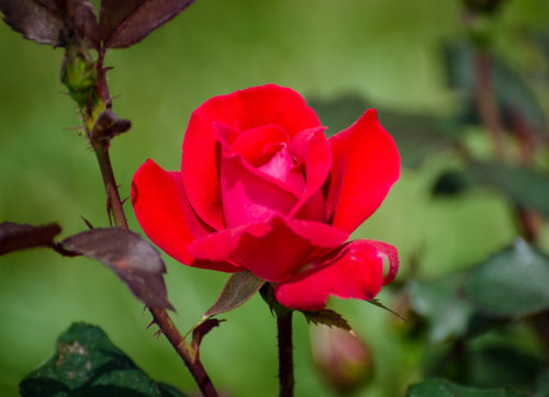 are knockout roses poisonous to dogs