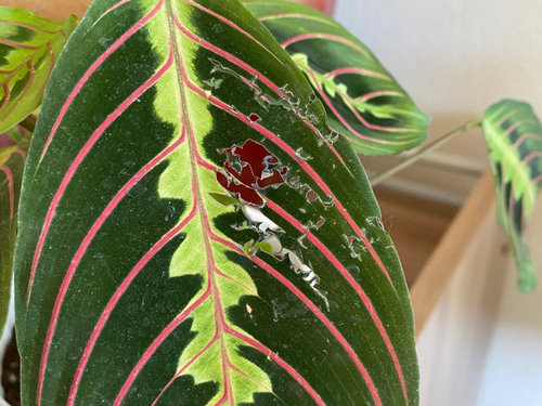 What is Eating My Indoor Plant Leaves?