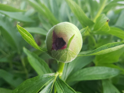 how to keep dog from eating peony