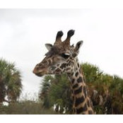 Robin Jenness's photo