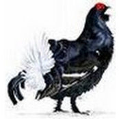 Bryn Birkhahn's photo