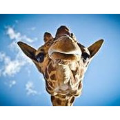 Sheila Olcott's photo