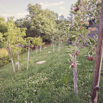 Orchard Trees with Microclover meadow