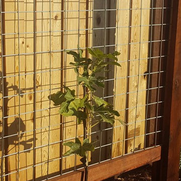 Backyard Espaliered Fig Tree