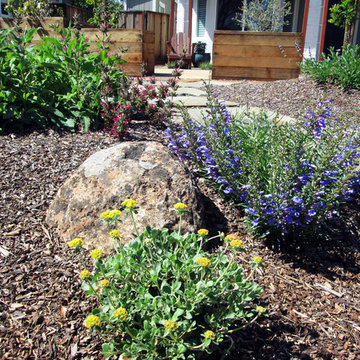 Shank Residence - Front Yard - Almaden, San Jose, California
