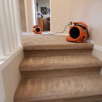 Carpet Cleaning a House Which Has Not Been Steam Cleaned for 8 Years Located in