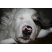 Mad Rescue's photo