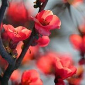Milissa Henry's photo