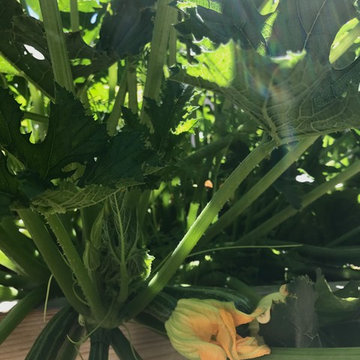 Urban Farms