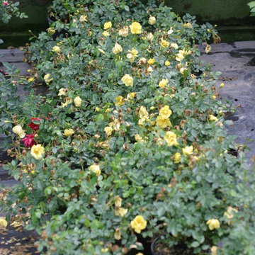 Oso Easy® Lemon Zest Landscape Roses