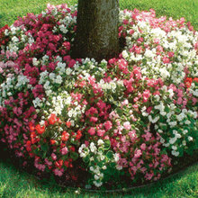 Landscape Ideas