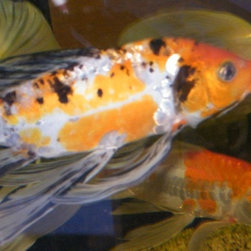 Fresh water and marine fish - Products