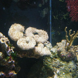Fresh water and marine fish - Products