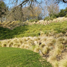Moraga yard