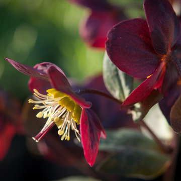 Infuse your garden with late winter blooms and fragrance