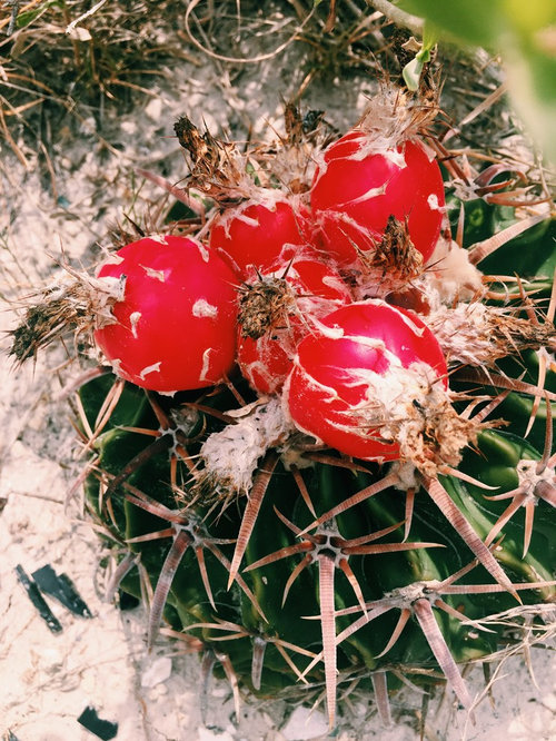 Horse crippler cactus, South Texas Flower and Fruit