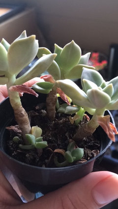 ghost plant help! | Houzz Forum
