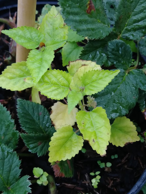 First timer with Natchez blackberries