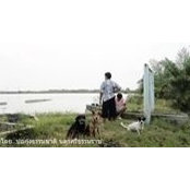 กุ้งแชบ๊วย จากบ่อกุ้งธรรมชาติ จังหวัดนคร คุณภาพดีเนื้อแน่น's photo