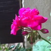 Foto von Abu Serrieh Manar