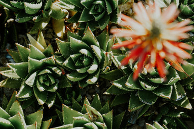 Design ideas for a mediterranean landscaping.