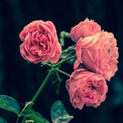Liz Hatch's photo