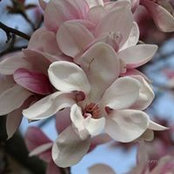 Sherry McNallys foto