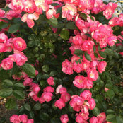 Loreen Ha's photo