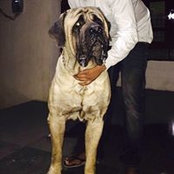 Foto von Angel Mastiff