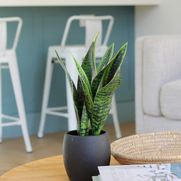 Snake Plant and Coffee Table Books in Los Angeles ADU