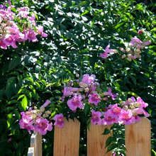 pink trumpet vine