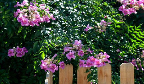 Great Design Plant: Pink Trumpet Vine Heralds Vibrant Color