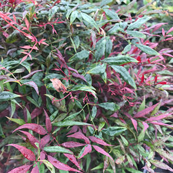 Current Featured Plants - Products