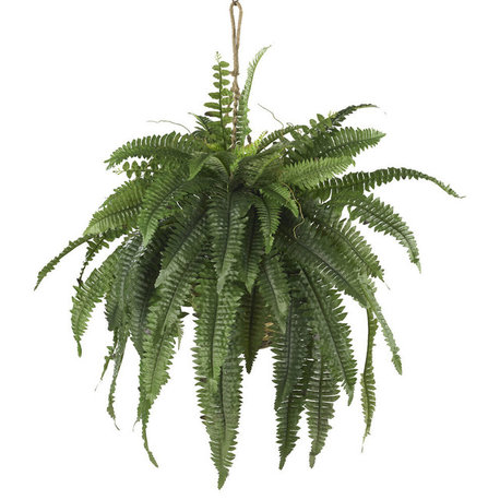 Large Boston Fern Hanging Basket
