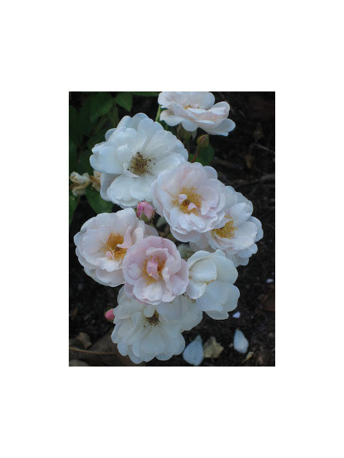 Lets Talk Roses Excellenz Von Schubert