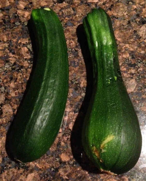 What would cause my zucchinni fruits to be deformed like this?