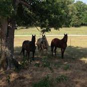 Jcj Quarterhorses's photo