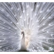 Diane Owens's photo