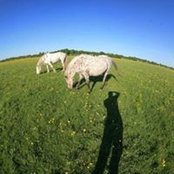 Corey Johnson's photo