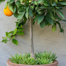 植物