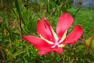 Inspiration for a contemporary landscaping in Orlando.