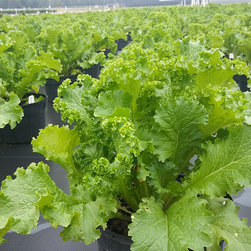 Current Featured Plants - Products