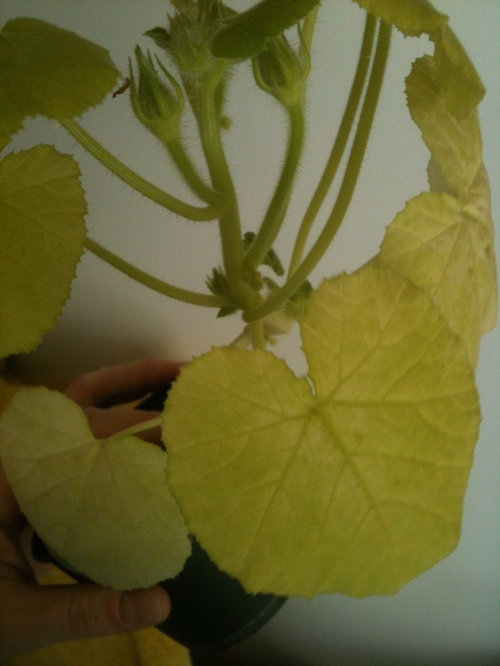 Spaghetti Squash Seedlings Leaves Turning Pale