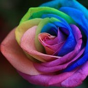 Photo de Amy Dias