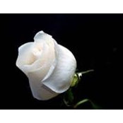 Noemi Rosa Costlow's photo