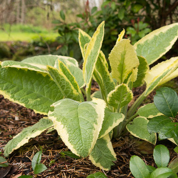 Great Design Plants