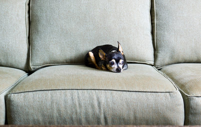 What Chihuahuas Taught Me About Interior Design