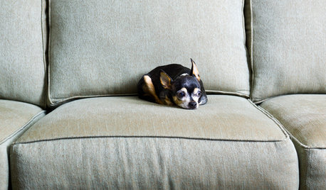 Fun Houzz: What Chihuahuas Can Teach Us About Interior Design