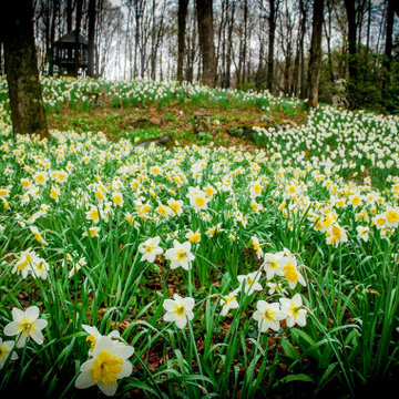 Early Spring Perennials & Bulbs for Connecticut Gardens