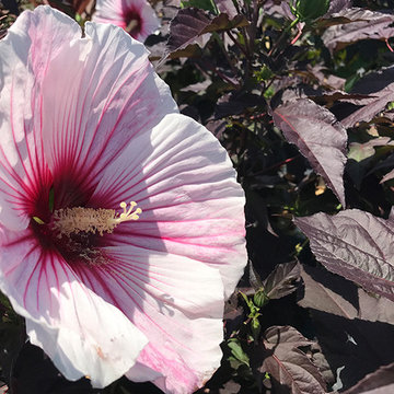 Current Featured Plants